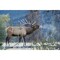 Posterazzi Rocky Mountain bull elk morning bugle Poster Print by Ken Archer